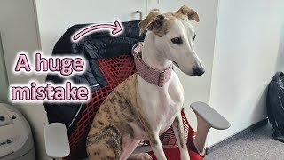 I Took My Young Whippet To Work And Her Behavior Surprised Me