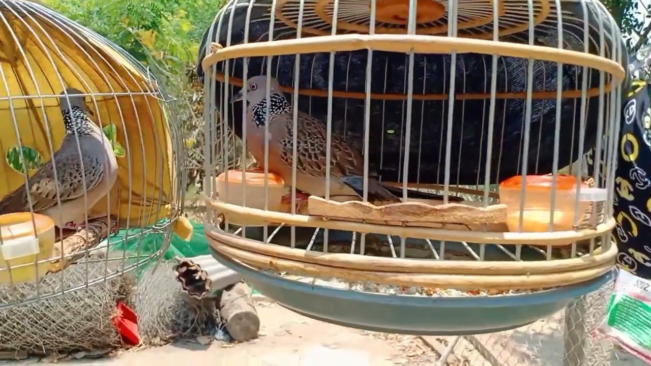 @kenhtonghop9222 Ghé thăm nhà cu thủ nhỏ tuổi nhất