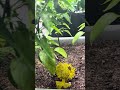 Next I’ll plant them in a 5gal pot alone #garden #pepper #nature #gardening #plants #growyourownfood