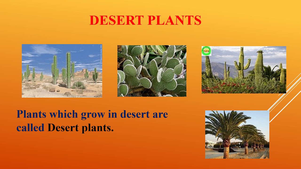 DIFFERENT TYPES OF PLANTS BASED ON WHERE THEY GROW YouTube