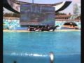 Sea world 8109