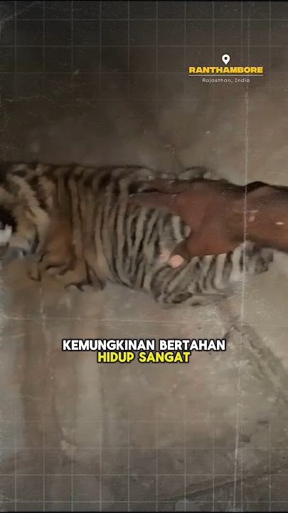 pria di India habis di hujat netizen karena menemukan anak harimau