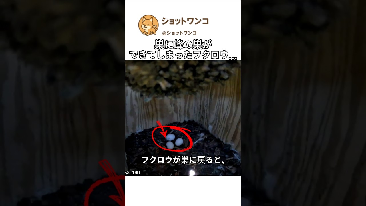 巣に蜂の巣ができてしまったフクロウ…