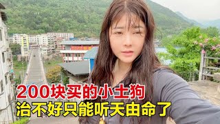 杨美丽为给狗狗看病跑遍整个了镇子，兽医都找了，只能听天由命！【杨美丽】
