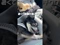 暑くて機嫌が悪いチワワ【うちのわんこ】 #shorts #うちのわんこ #チワワ