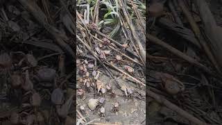 Download Lagu Walked up the street to the waters edge a little bit ago, it's fun watching the sand fiddlers 🤗❤️🤗❤️ MP3