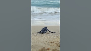 Thumbnail of Baby Turtle’s Journey to the Ocean