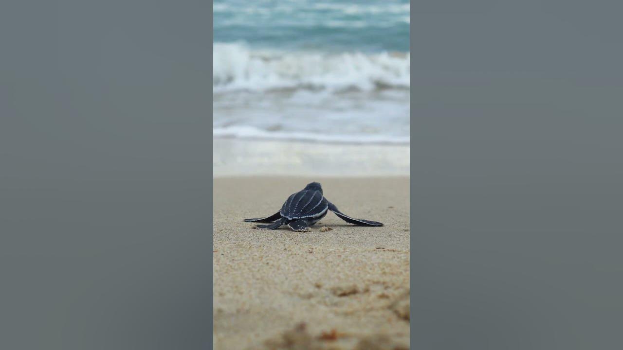 Baby Turtle’s Journey to the Ocean