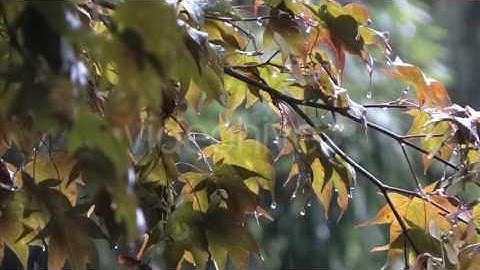 Autumn Rain - Maple Trees - 1 - Stock Footage | VideoHive 9085384