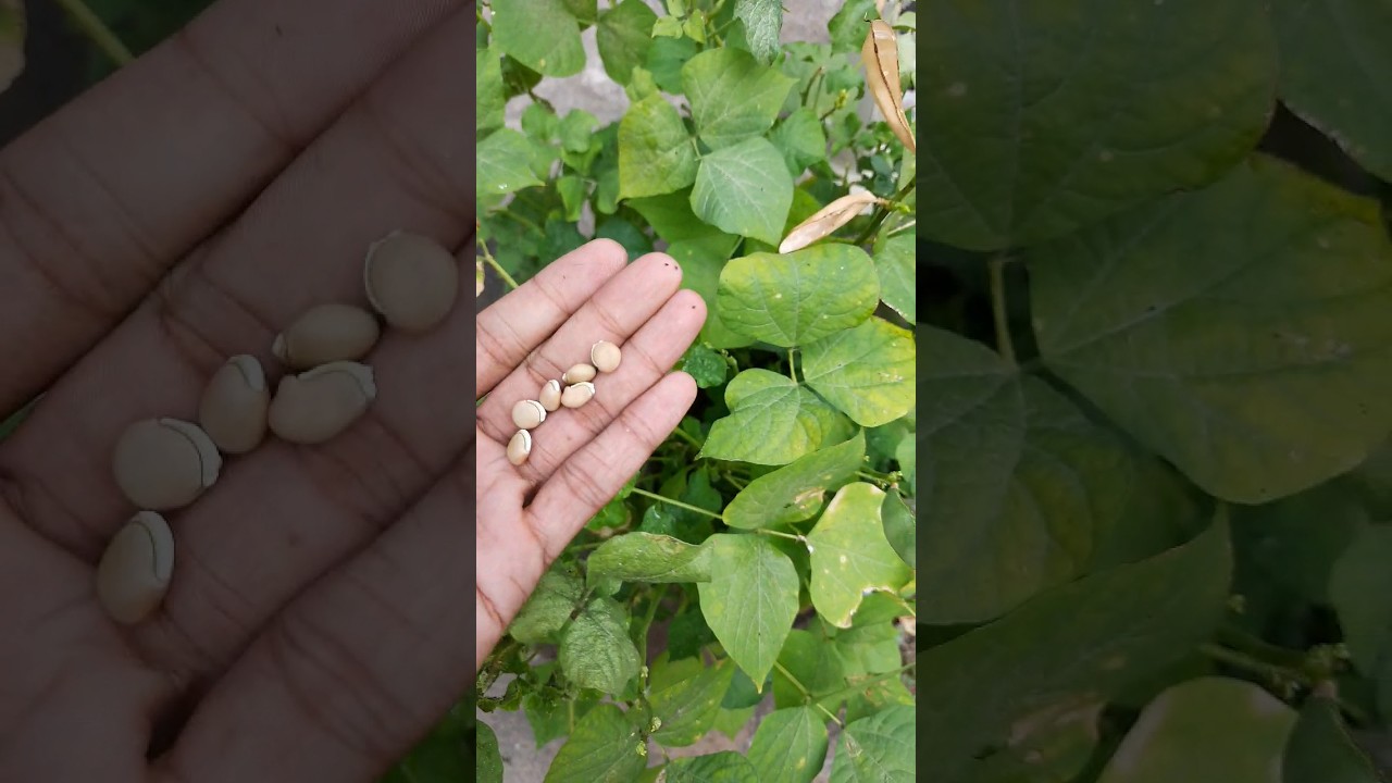 Collecting high yield variety broad beans seeds from live plant for next...pls subscribe for