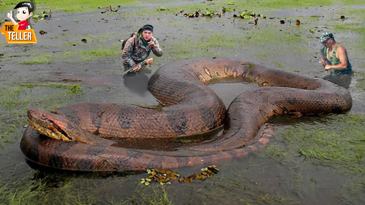 9 งูที่ตัวใหญ่ที่สุด ที่เคยถูกจับได้ (ตัวเบิ้มๆ)