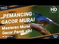 PEMANCING GACOR MURAI!! GACOR PARAH!  | TEGALSTORY