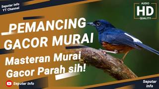 PEMANCING GACOR MURAI!! GACOR PARAH!  | TEGALSTORY