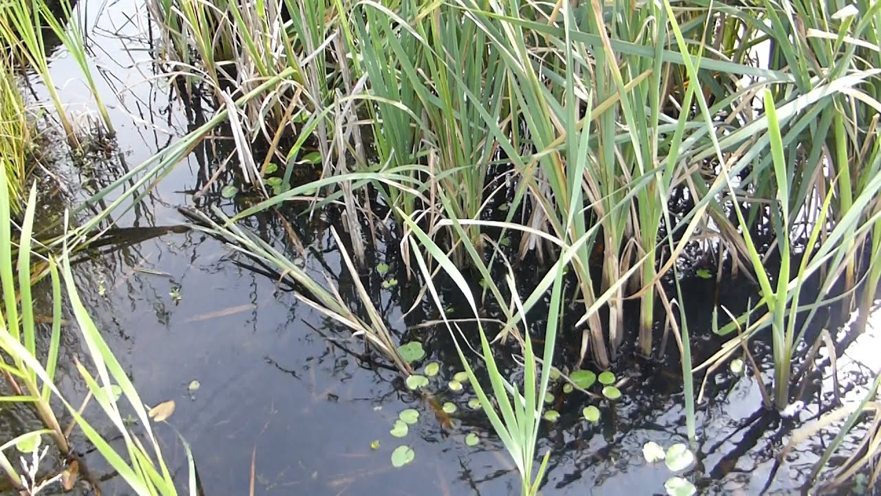 Pulborough Brooks - Nature Reserve - RSPB -  Bulrush - Typha latifolia - Dúnkefli