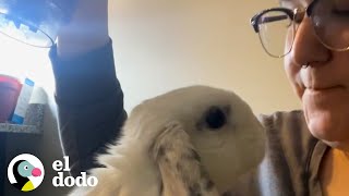 Conejito golpea a mamá cuando está enojado | El Dodo by El Dodo 54,932 views 5 months ago 3 minutes, 1 second