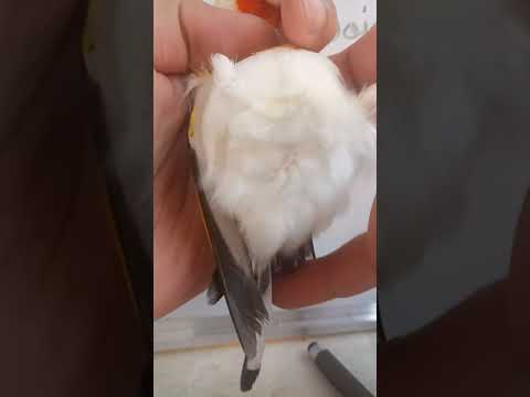 Vidéo: Peut-on remettre un œuf dans le nid ?