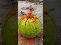 guava makha so yummy