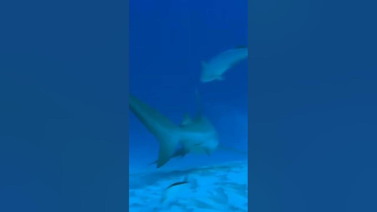 Watch This Diver Swim With Bull Sharks - YouTube
