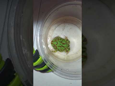 johnson and wales Meet Chomper the Pacman frog