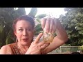 Christmas in Kaua'i - Mai Tais and AI: Part 1