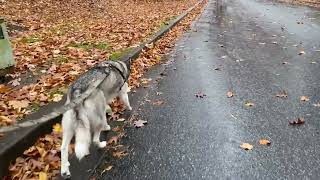 Husky doesn’t pull when walking