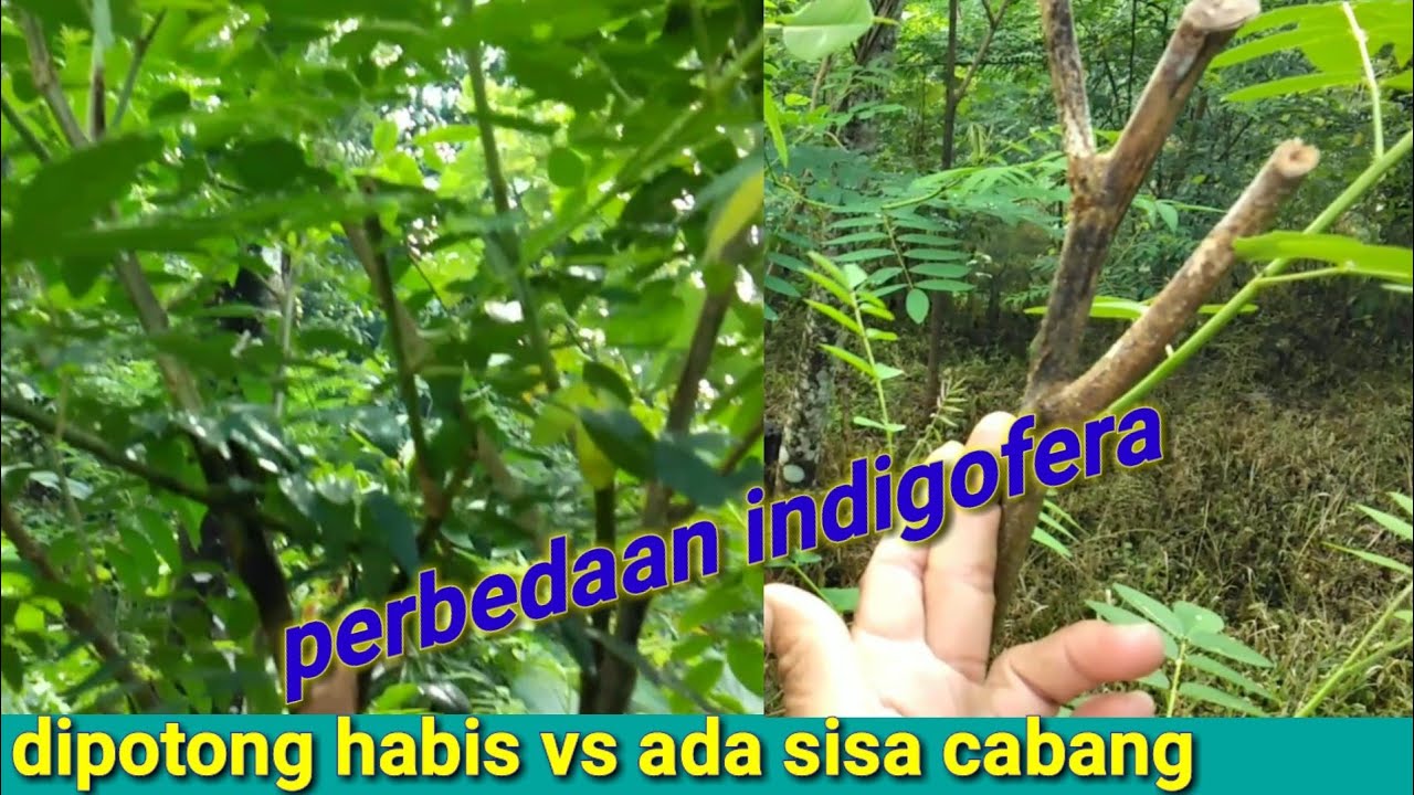 cara panen indigofera - jangan salah potong saat panen 