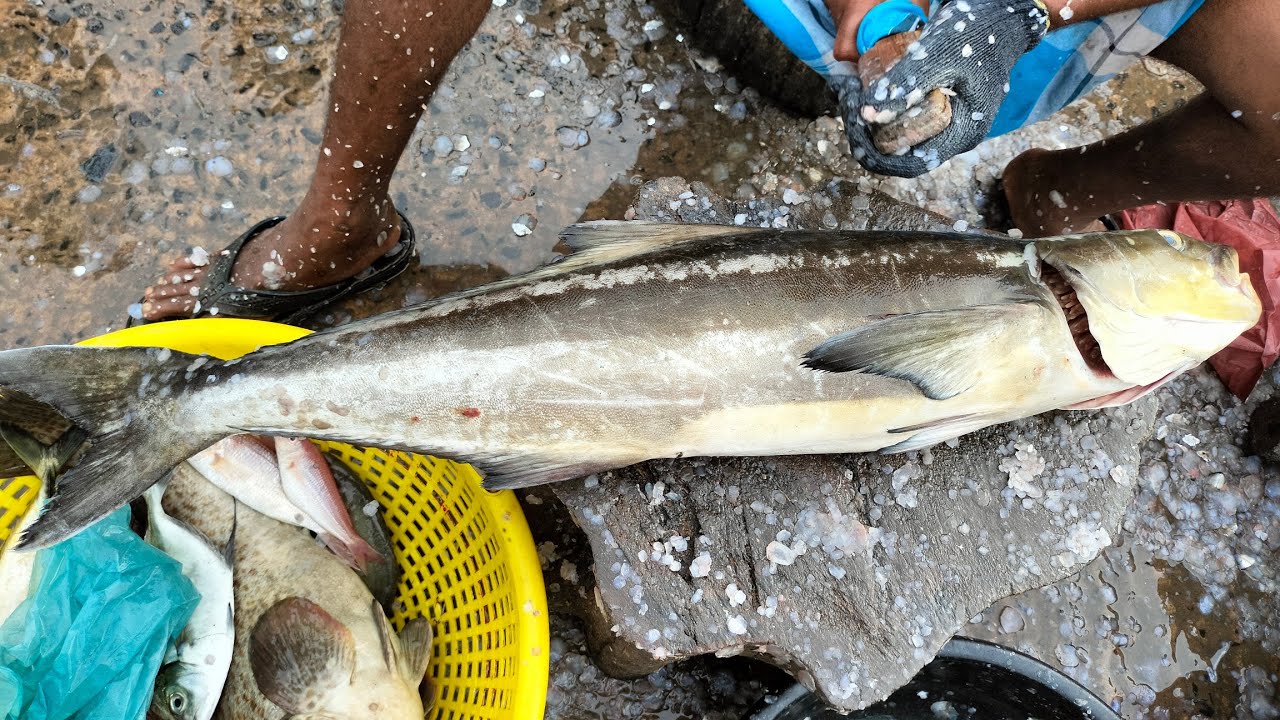 6kg kadal viral fish cutting | Big fish cutting | Cobia fish cutting ...