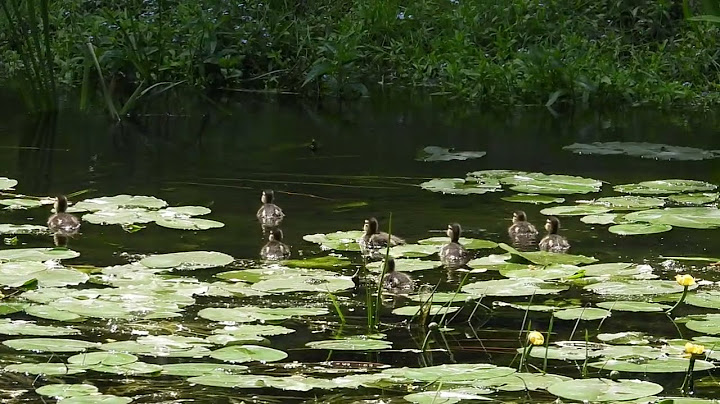 Didžioji antis / Anas platyrhynchos / Mallard / Кряква