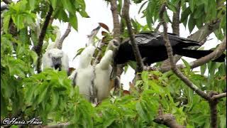 Pecuk ular | Oriental darter (Anhinga melanogaster), feeding her chicks