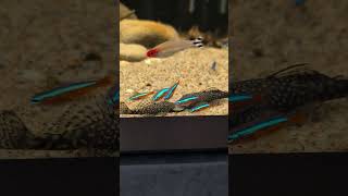 Hungry Ancistrus! #shorts