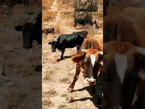 مزرعه ابقار      ابقار