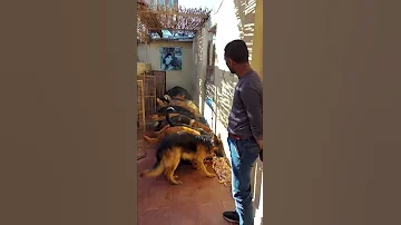 غاوى غير مربي ودا الأثبات 