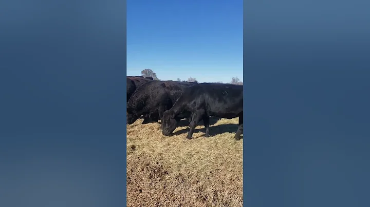 Questions on the ranch