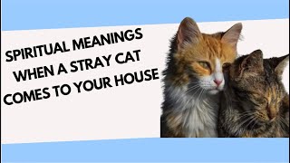 SPIRITUAL MEANINGS WHEN A STRAY CAT COMES TO YOUR HOUSE #catviralvideos #catviral  #dothis