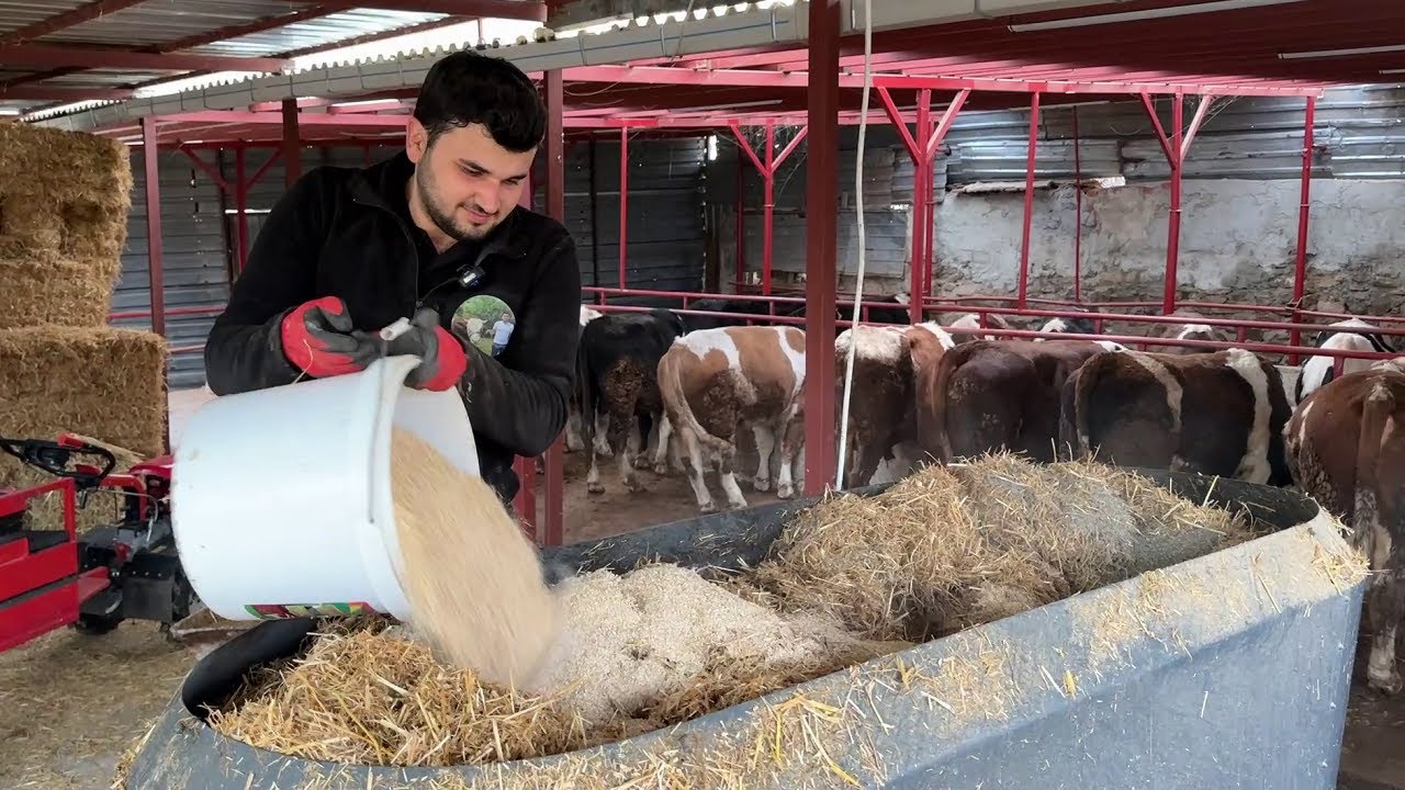 УХОД ЗА СКОТОМ / ЕЖЕДНЕВНЫЕ РАБОТЫ 77