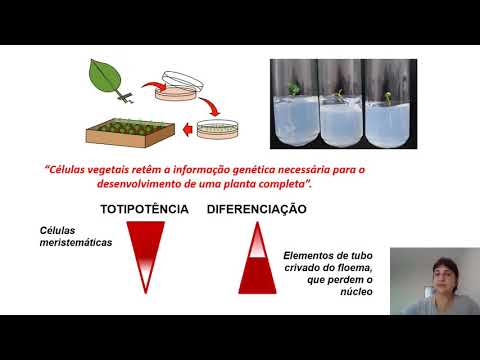 Vídeo: Os detergentes afetarão o crescimento das plantas?