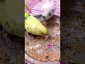 #trending #birds #parrot #eatingeating #viralvideo #pets #budgies