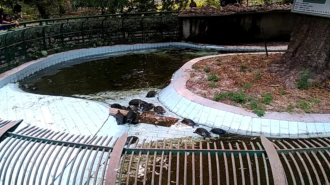 Turtles Zoo in Lucknow YouTube