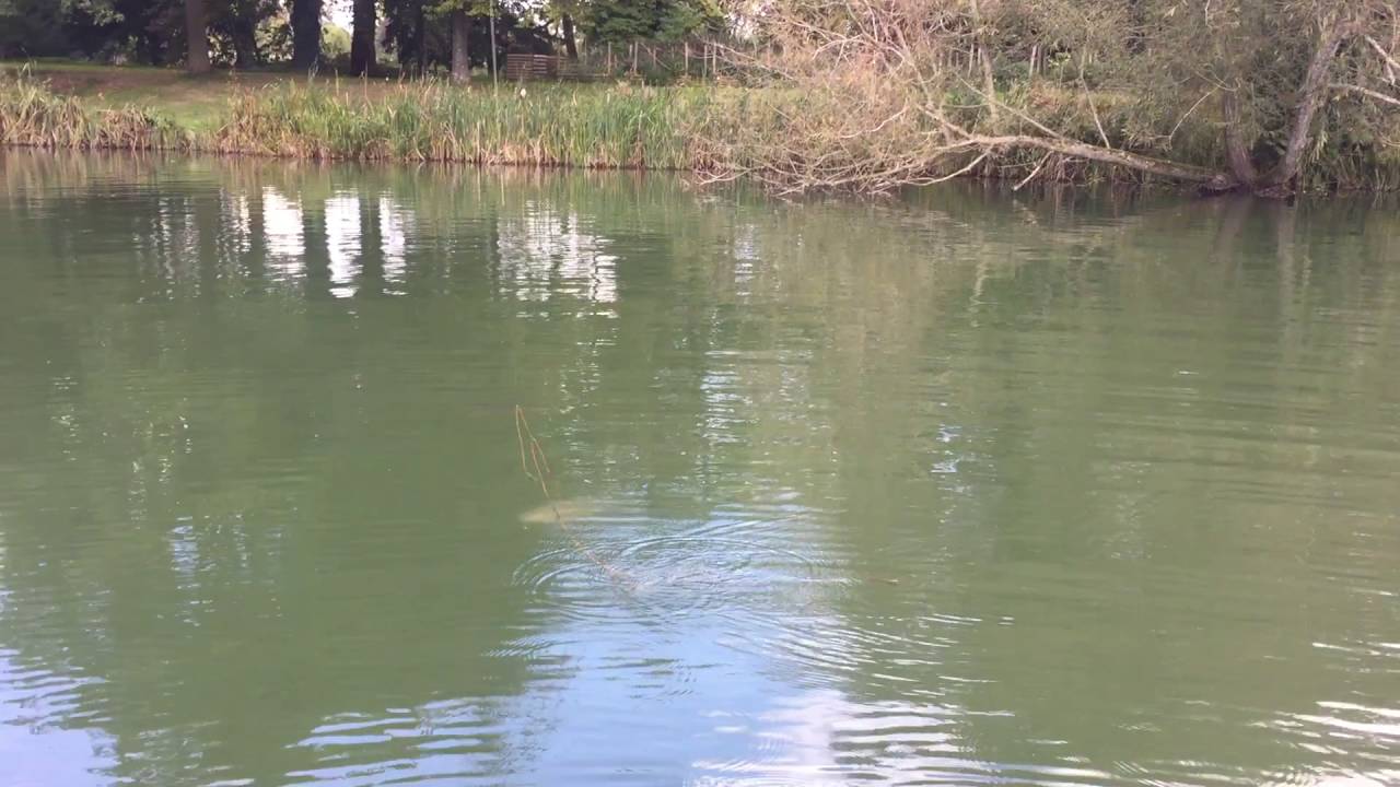 Lechlade Rainbow Trout Record YouTube