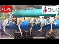 生体紹介LIVE【かわいいいきものたち】