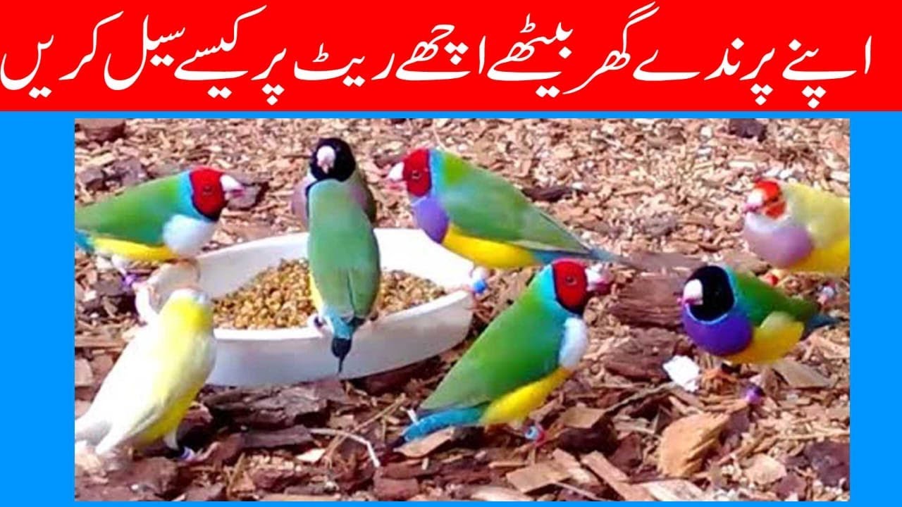 How to sell your birds on high rates while sitting at home YouTube