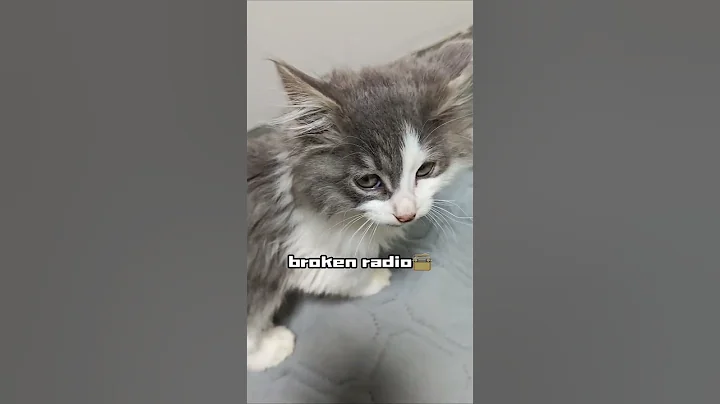 Video 11889021: kitten pets funnycats meow, cat funnycats pets meows, kitten meowing cute funnycats, kitten funny meow pets