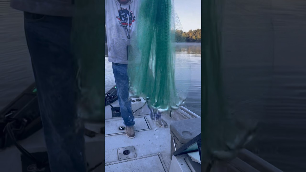 Cast netting bait for big bass!! #viral #bait #fishbait #fishing #howto #castnetfishing