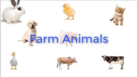 English Vocabulary - Farm animals