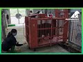 Behind the scenes at the bear sanctuary: weighing the bears