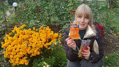 Избавьте СЕБЯ ОТ РАССАДЫ! Посейте ЭТИ ЦВЕТЫ В НОЯБРЕ!