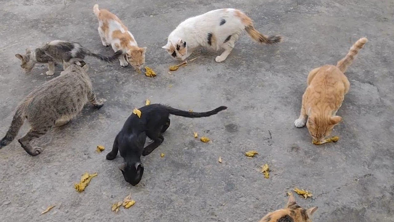 FEEDING CHICKEN FRY TO A LOUDLY MEOWING STRAY CATS YouTube