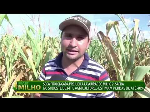 Milho: seca aumenta e agricultores estimam perdas de até 40% em áreas de MT - Mercado & Cia - 19/04