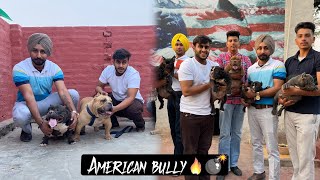 India's Best American Bully Farm