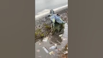 A TARP TURTLE? Pollutus sapiens uses our own trash as the perfect, terrifying camouflage.